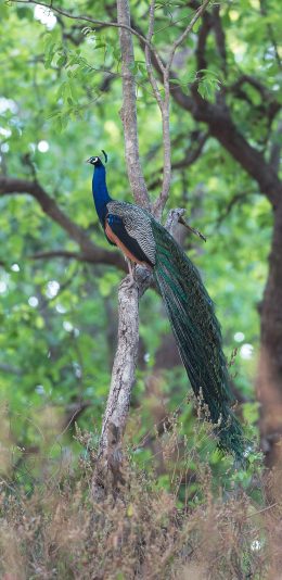 [2436x1125]孔雀 树枝 树干 树林 苹果手机壁纸图片