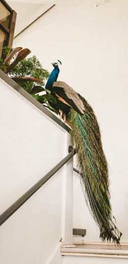 [2436x1125]孔雀 楼梯 阶梯 鸟类 羽冠 苹果手机壁纸图片