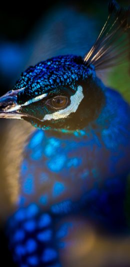 [2436x1125]孔雀 禽类 鸟类 羽冠 苹果手机壁纸图片