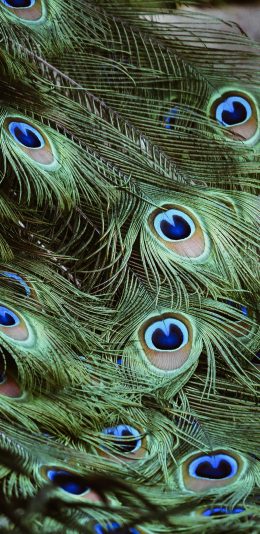 [2436x1125]孔雀 羽毛 尾巴 绿色 苹果手机壁纸图片