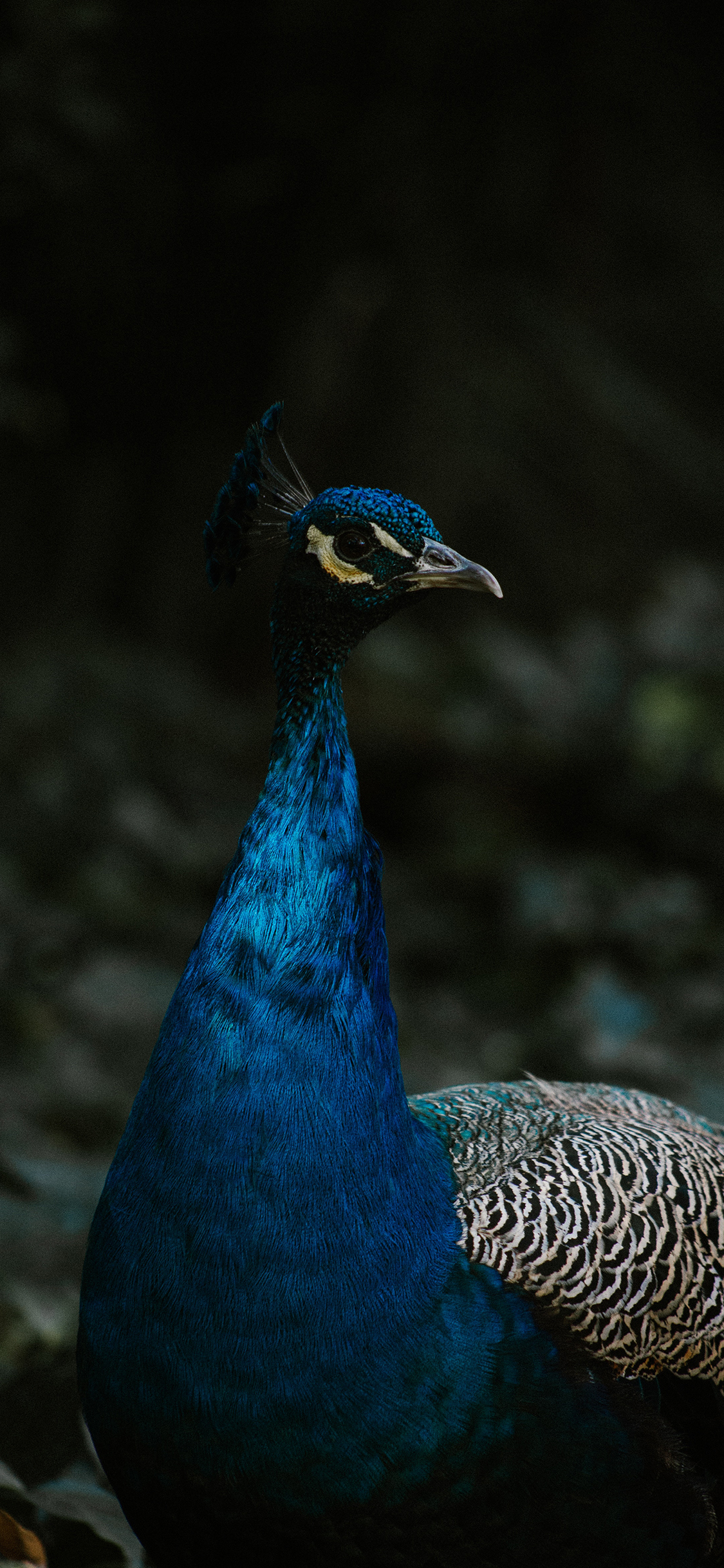 [2436×1125]孔雀 羽毛 暗黑 禽类 苹果手机壁纸图片