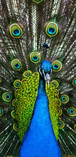 [2436x1125]孔雀 羽毛 覆羽 开屏 苹果手机壁纸图片