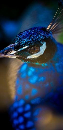 [2436x1125]孔雀 羽毛 鲜艳 羽翼 苹果手机壁纸图片