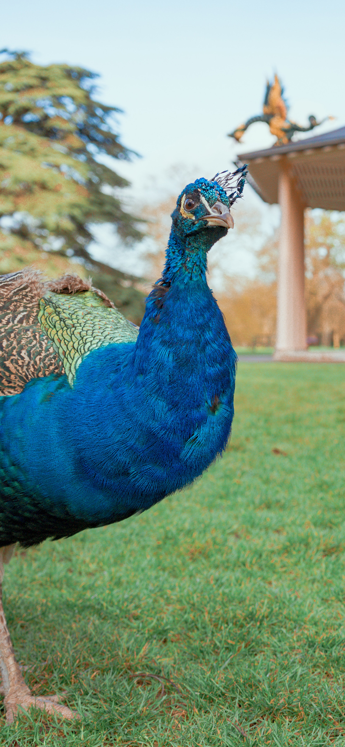 [2436×1125]孔雀 草地 禽类 羽毛 鲜艳 苹果手机壁纸图片