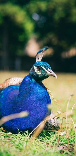 [2436x1125]孔雀 草地 鸟类 羽毛 苹果手机壁纸图片