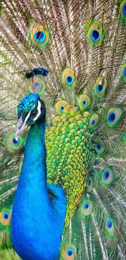 [2436x1125]孔雀 覆羽 开屏 求偶 苹果手机壁纸图片