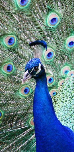 [2436x1125]孔雀 观赏 开屏 求偶 苹果手机壁纸图片