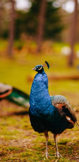 [2436x1125]孔雀 饲养 草地 鸟类 苹果手机壁纸图片