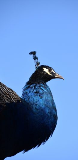 [2436x1125]孔雀 鸟 羽毛 蓝色 苹果手机壁纸图片