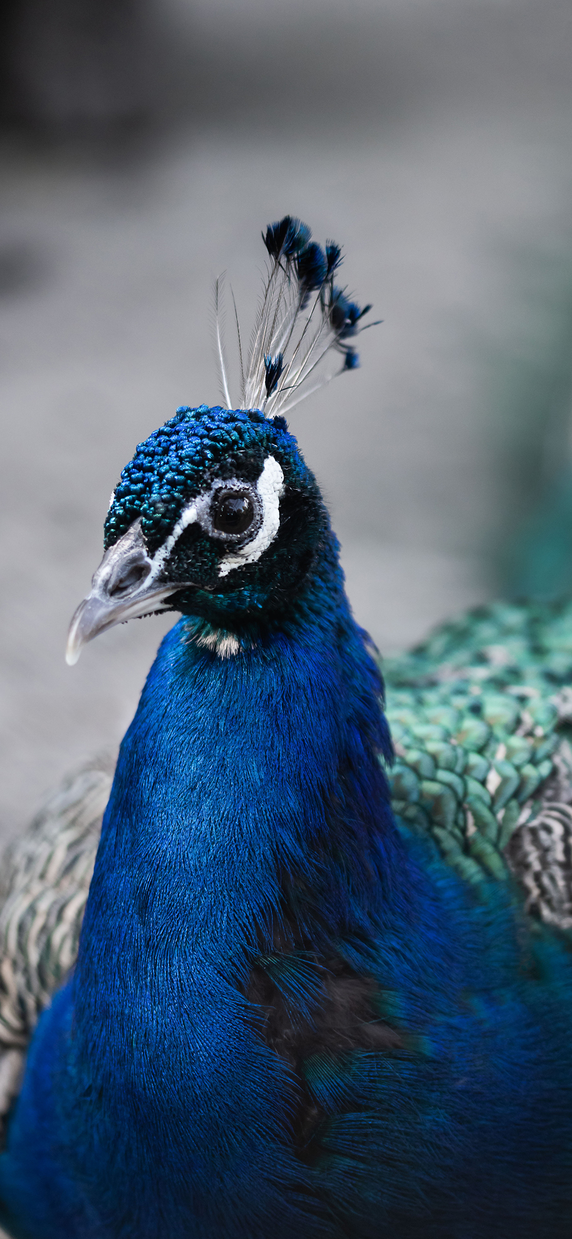 [2436×1125]孔雀 鸟类 保护动物 苹果手机壁纸图片