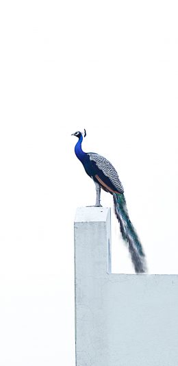 [2436x1125]孔雀 鸟类 高傲 站立 苹果手机壁纸图片
