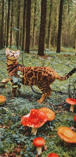 [2436x1125]孟加拉猫 野外 蘑菇 菌类 树林 苹果手机壁纸图片