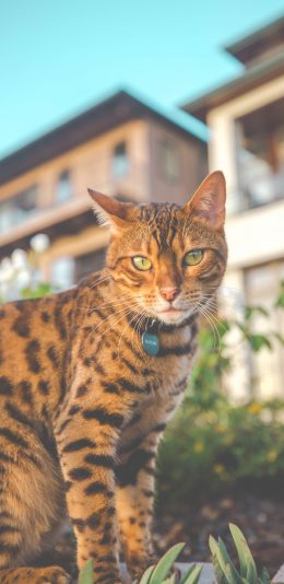 [2436x1125]孟加拉猫 项圈 猫咪 皮毛 宠物 苹果手机壁纸图片