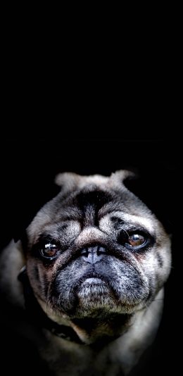 [2436x1125]宠物 丧脸 斗牛 犬类 苹果手机壁纸图片