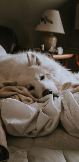 [2436x1125]宠物 卧床 犬类 狗 苹果手机壁纸图片