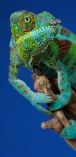 [2436x1125]宠物 变色龙 树枝 爬行 苹果手机壁纸图片