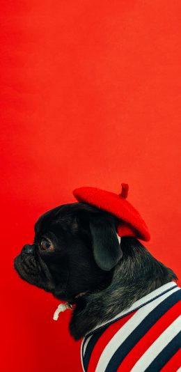 [2436x1125]宠物 可爱 巴哥 小红帽 苹果手机壁纸图片