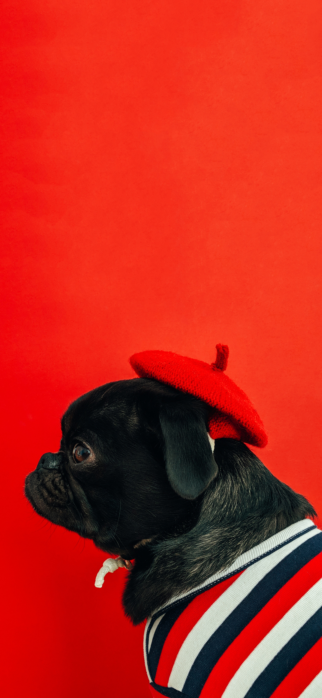 [2436×1125]宠物 可爱 巴哥 小红帽 苹果手机壁纸图片