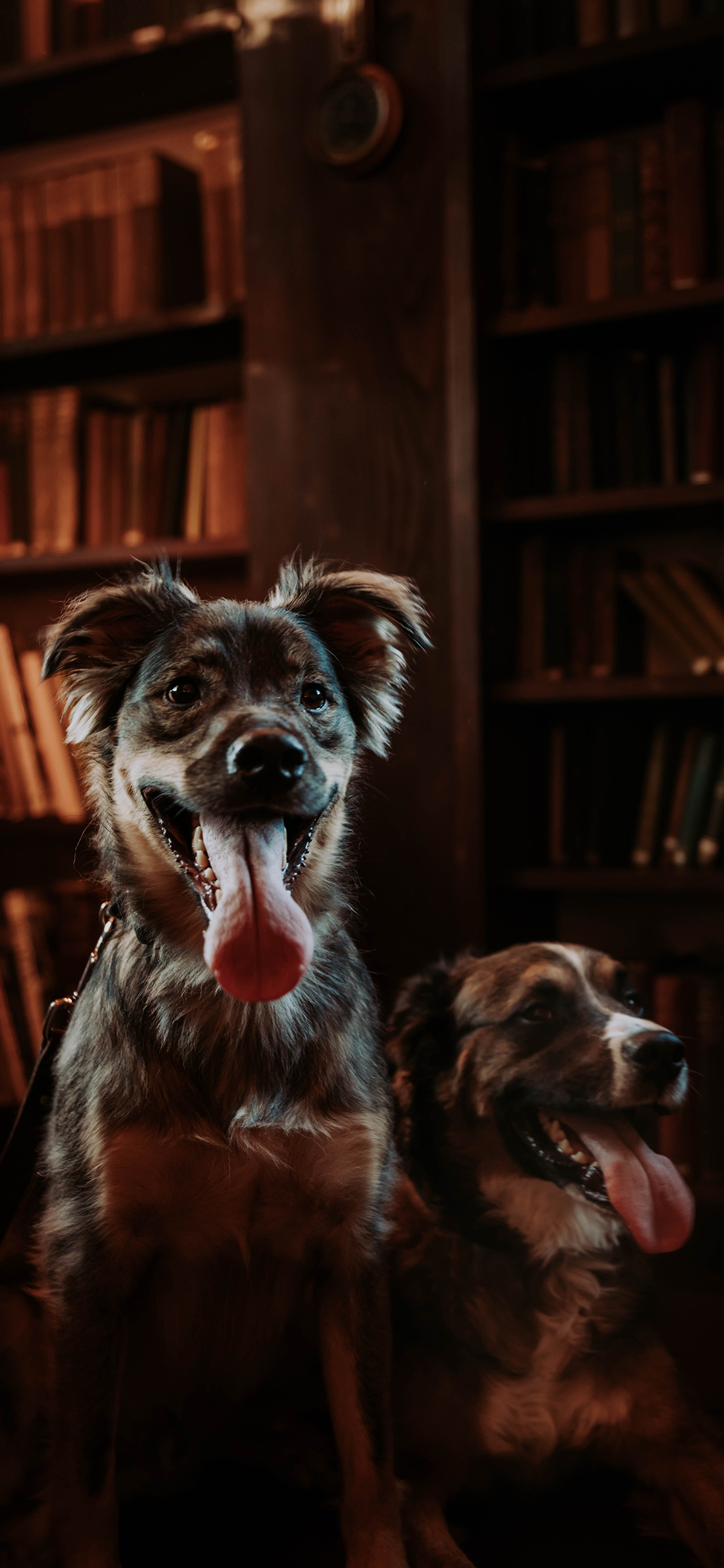 [2436×1125]宠物 可爱 狗 牧羊犬 苹果手机壁纸图片