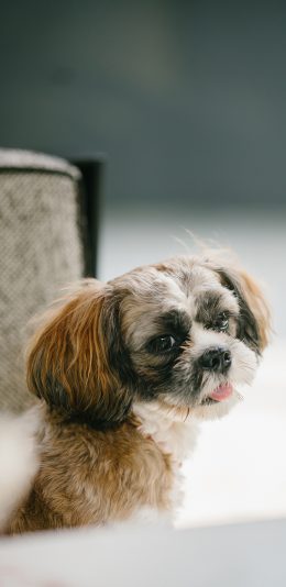 [2436x1125]宠物 吐舌 狗 乖巧 苹果手机壁纸图片