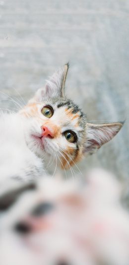 [2436x1125]宠物 喵星人 小奶猫 可爱 苹果手机壁纸图片