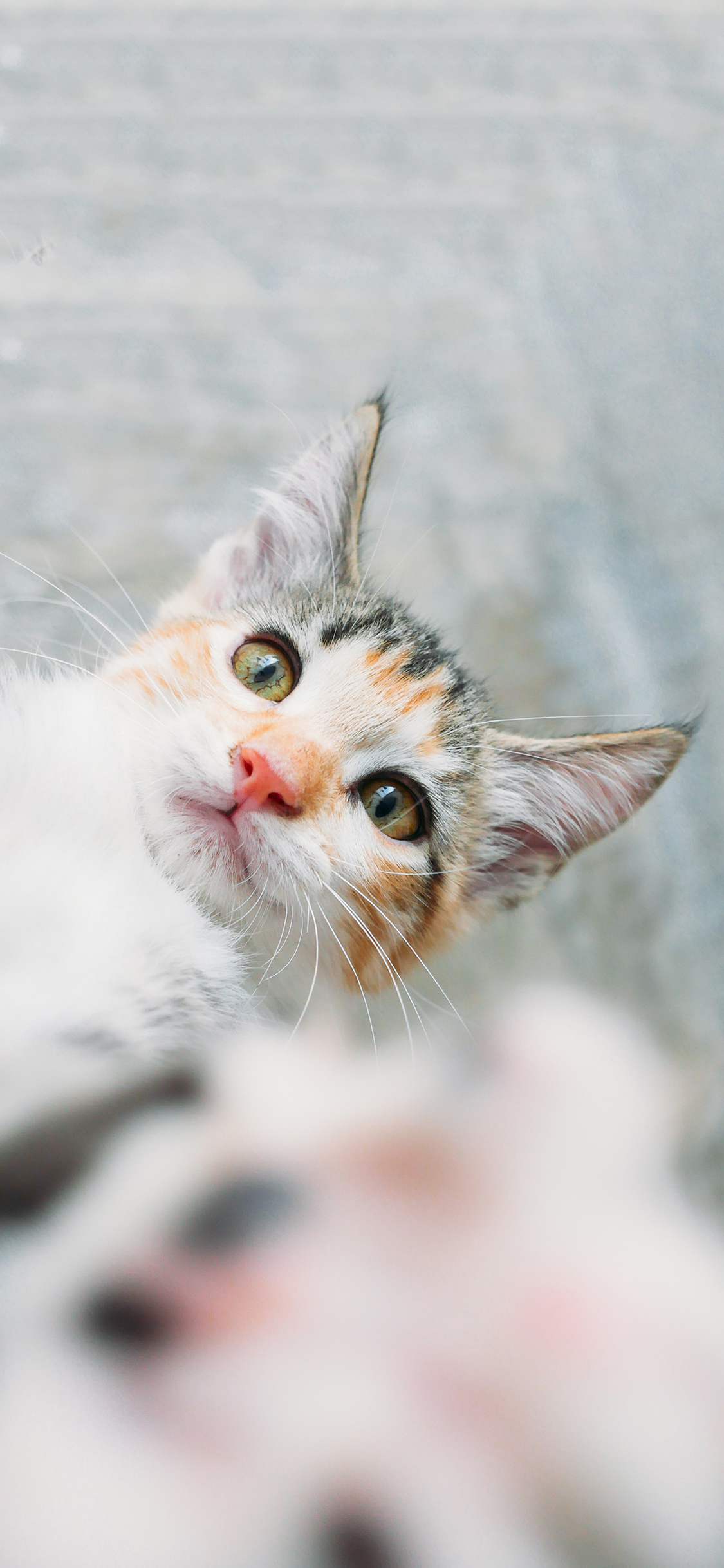 [2436×1125]宠物 喵星人 小奶猫 可爱 苹果手机壁纸图片