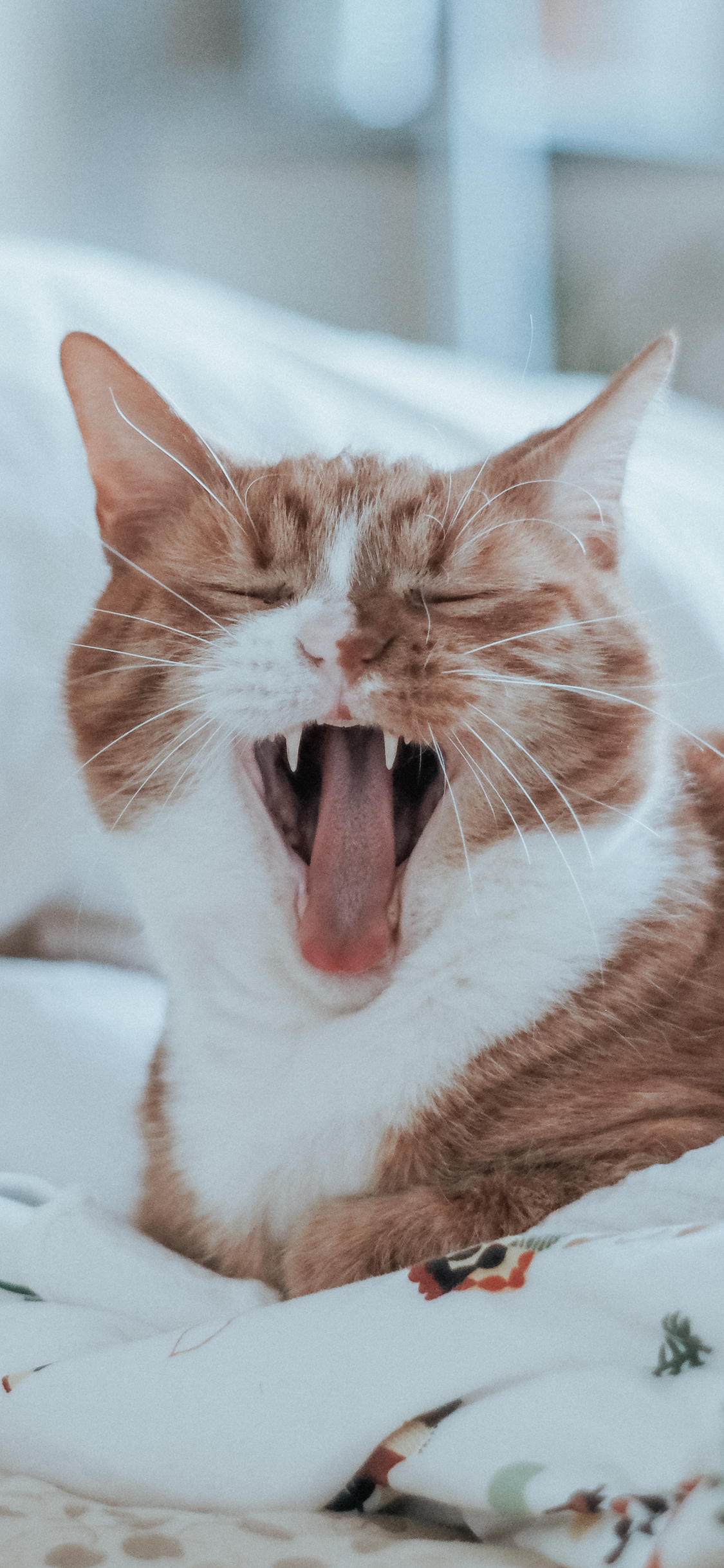 [2436×1125]宠物 喵星人 橘猫 张嘴 苹果手机壁纸图片