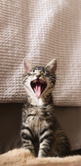 [2436x1125]宠物 喵星人 猫咪 可爱 苹果手机壁纸图片