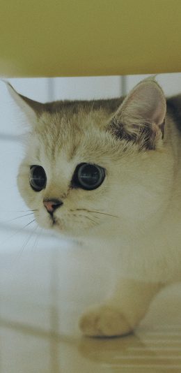 [2436x1125]宠物 喵星人 猫咪 可爱 大眼睛 苹果手机壁纸图片