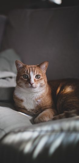 [2436x1125]宠物 喵星人 猫咪 橘猫 苹果手机壁纸图片