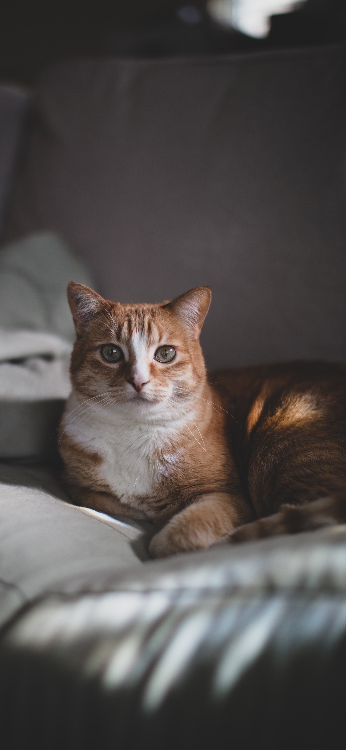 [2436×1125]宠物 喵星人 猫咪 橘猫 苹果手机壁纸图片