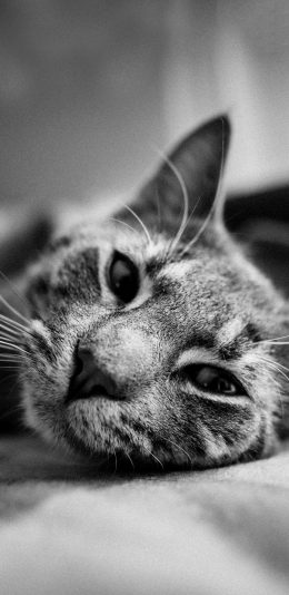 [2436x1125]宠物 喵星人 猫咪 黑白 苹果手机壁纸图片