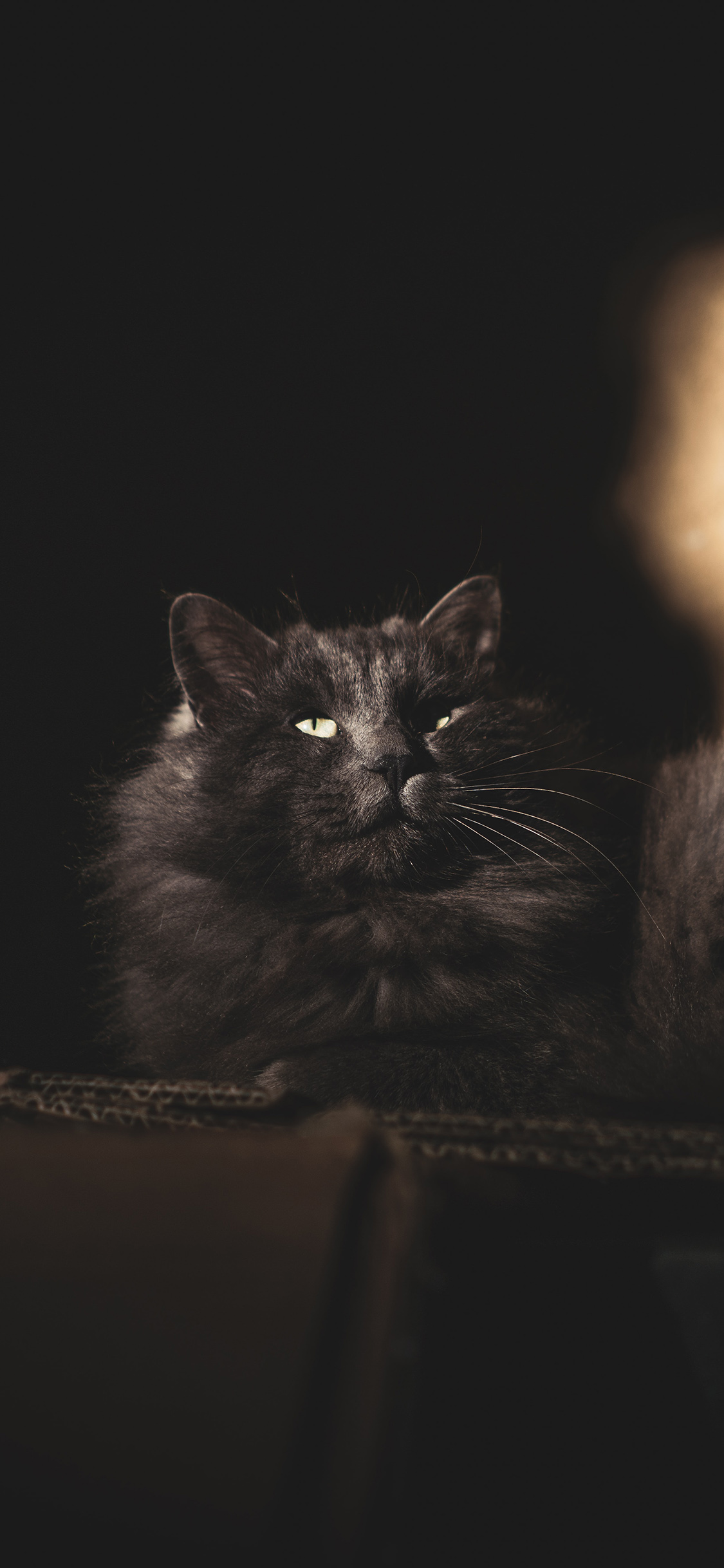 [2436×1125]宠物 喵星人 猫咪 黑色 苹果手机壁纸图片