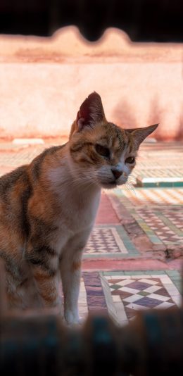 [2436x1125]宠物 喵星人 田园猫 猫咪 苹果手机壁纸图片