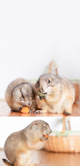 [2436x1125]宠物 土拨鼠 进食 可爱 苹果手机壁纸图片