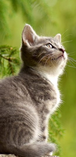 [2436x1125]宠物 墙壁 猫 仰头 苹果手机壁纸图片