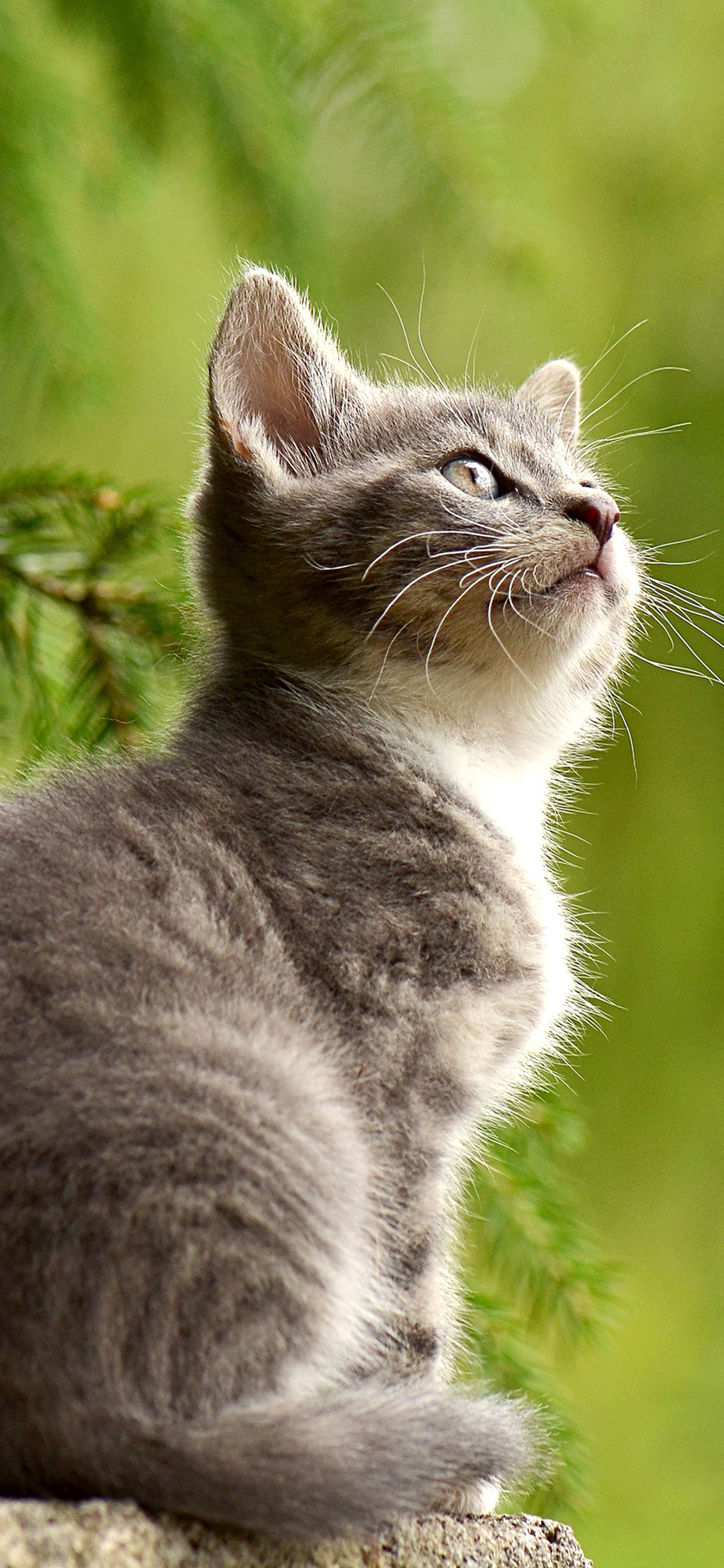[2436×1125]宠物 墙壁 猫 仰头 苹果手机壁纸图片