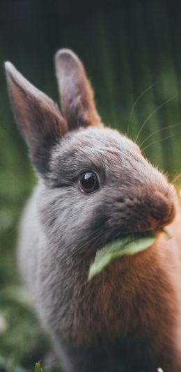 [2436x1125]宠物 小兔子 灰色 吃草 萌 苹果手机壁纸图片