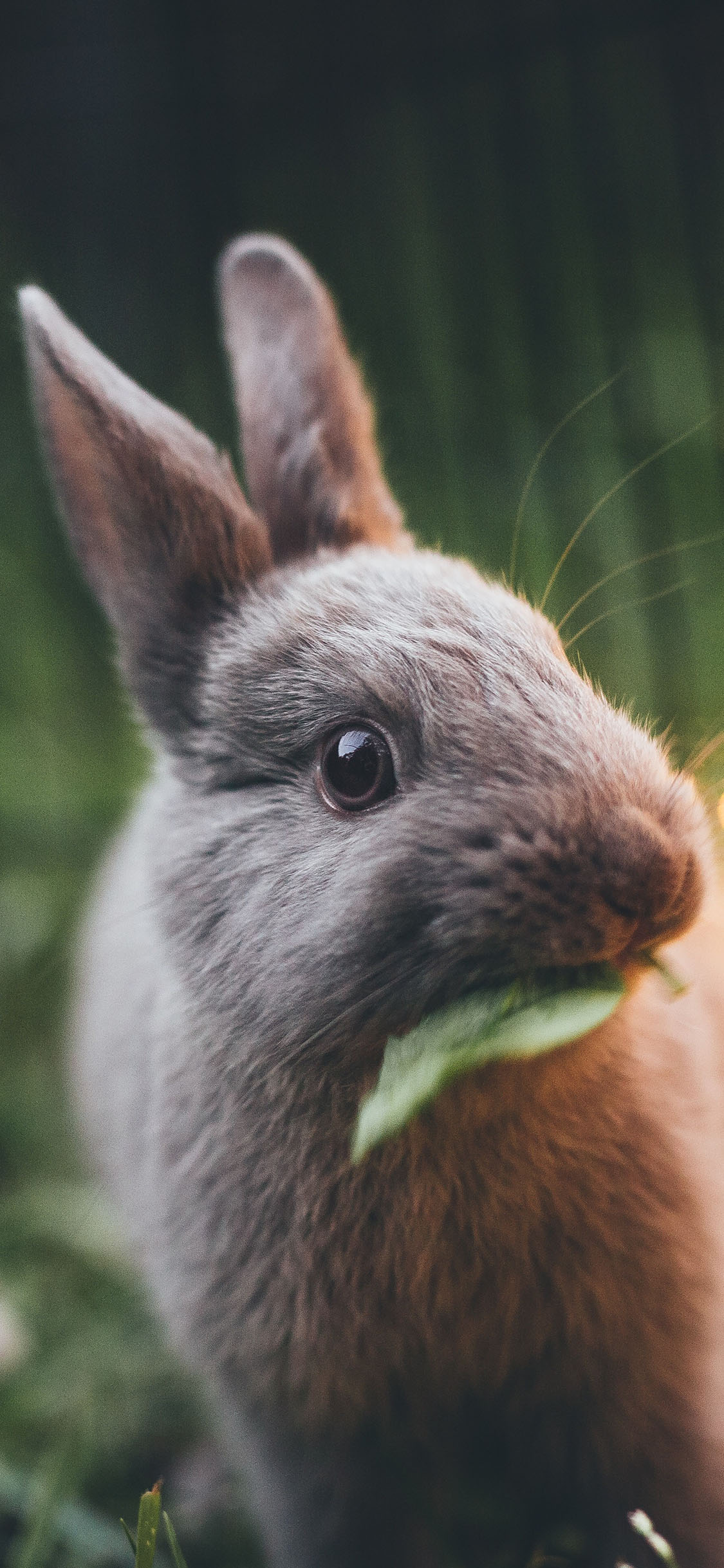 [2436×1125]宠物 小兔子 灰色 吃草 萌 苹果手机壁纸图片