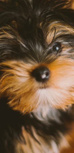 [2436x1125]宠物 小型犬 犬类  狗狗 苹果手机壁纸图片