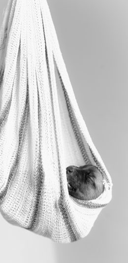 [2436x1125]宠物 小狗 休憩 黑白 苹果手机壁纸图片