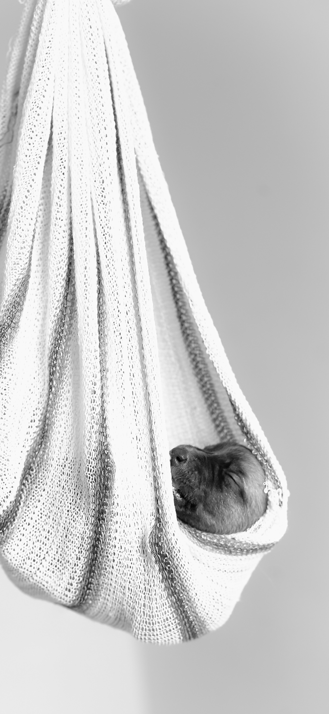 [2436×1125]宠物 小狗 休憩 黑白 苹果手机壁纸图片