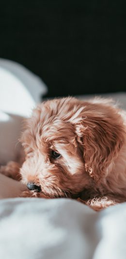 [2436x1125]宠物 小狗 卷毛 床铺 苹果手机壁纸图片
