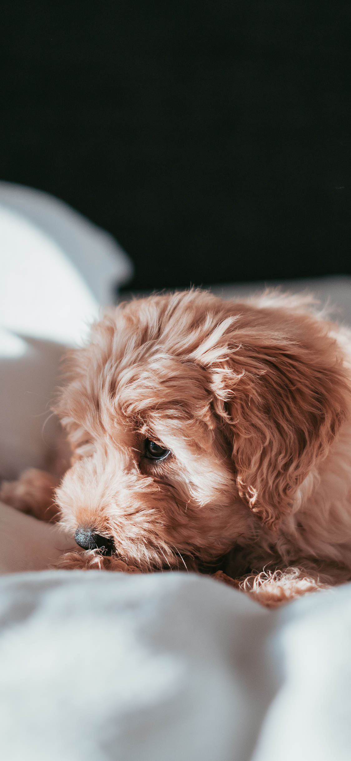 [2436×1125]宠物 小狗 卷毛 床铺 苹果手机壁纸图片