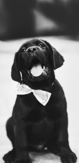 [2436x1125]宠物 小狗 小奶狗 黑白 苹果手机壁纸图片