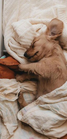 [2436x1125]宠物 小狗 毛毯 衣物 苹果手机壁纸图片