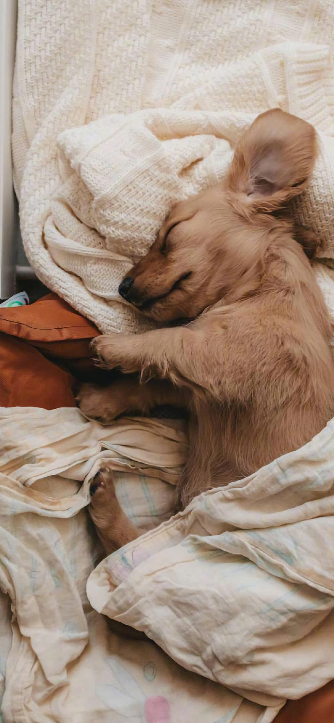 [2436×1125]宠物 小狗 毛毯 衣物 苹果手机壁纸图片