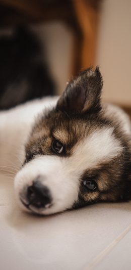 [2436x1125]宠物 小狗 竖耳  可爱 苹果手机壁纸图片