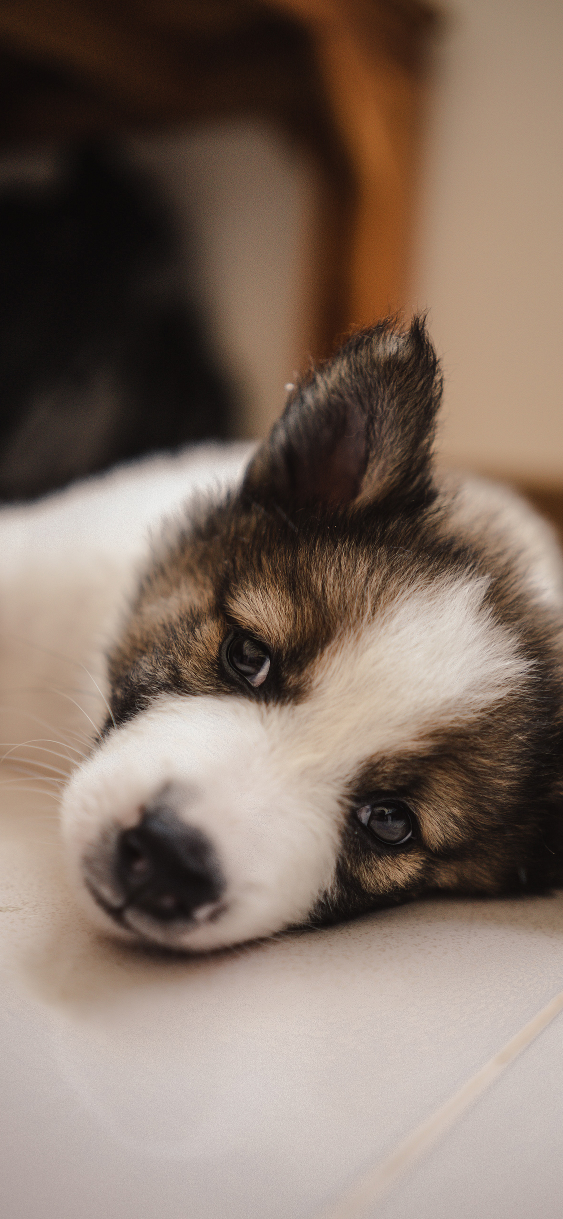 [2436×1125]宠物 小狗 竖耳  可爱 苹果手机壁纸图片