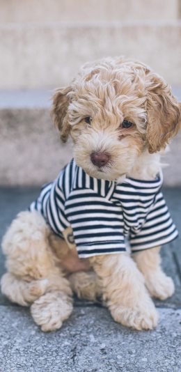 [2436x1125]宠物 小狗 衣服 可爱 苹果手机壁纸图片